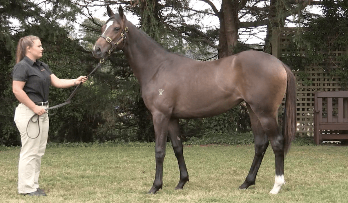 Wentwood Grange Stud Farm | High Emocean a quality stayer in the making